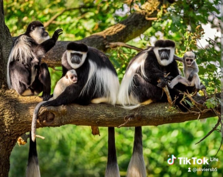 Golden monkeys in Nyungwe
