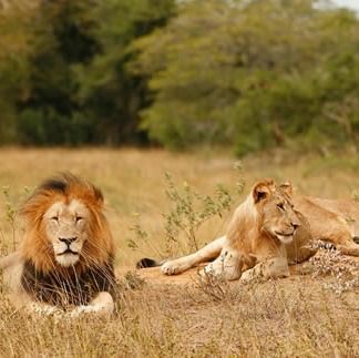 lions of akagera national park