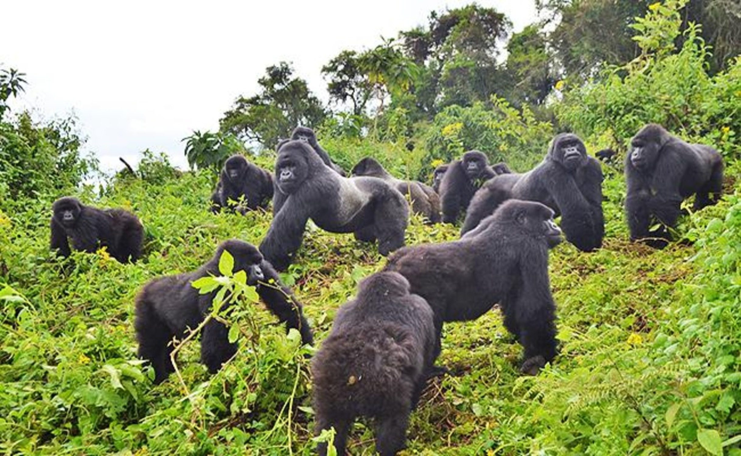 Gorilla Trekking Safari