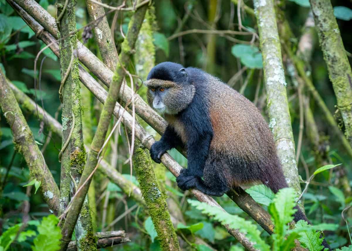 Golden Monkey Trekking Experience – Volcanoes National Park Rwanda