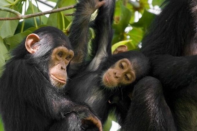 3-Day Nyungwe Chimpanzee Trekking Adventure – Nyungwe Forest National Park, Rwanda